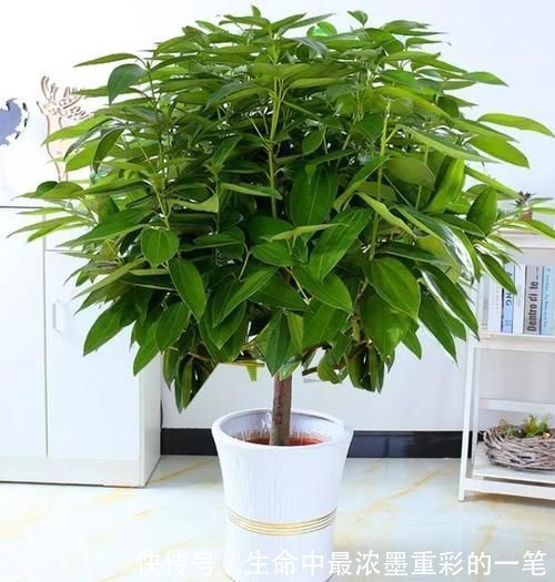 幸福树|年底养花,推荐安排4种“好运花”,寓意一级棒