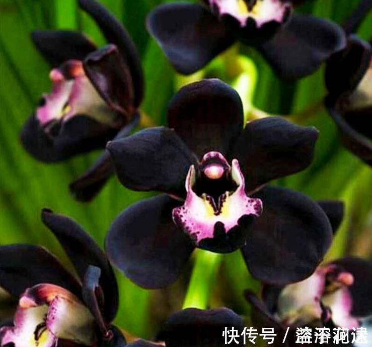 兰花新宠“黑雪姬”,花色神秘,花型妖娆,兰香扑鼻,猎奇兰首选