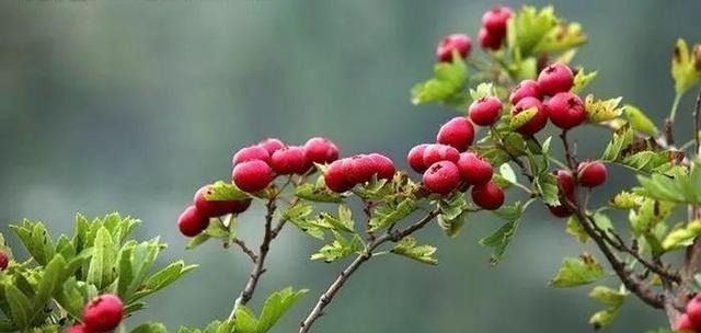 空地别闲着了!这几种树再穷也要栽一棵,果子比蜜甜,好养活