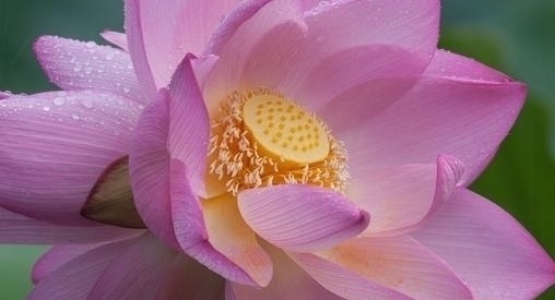 红蕖&荷花有33个名字,不说不知道,12首经典古诗词,都是写荷花的