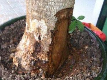 绿萝、发财树蔫了别浇水,浇一盆死一盆,要这样救治