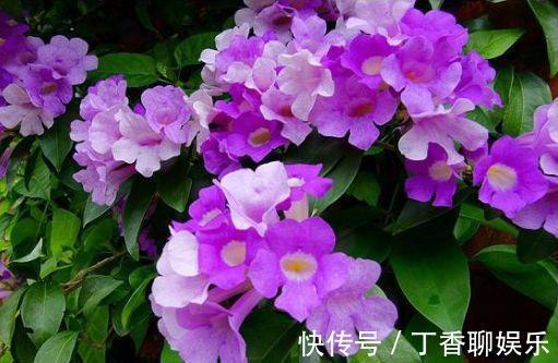天兰葵|8月3日-8月18日，庭院选这几款花，花朵烂漫迷人，高贵优雅