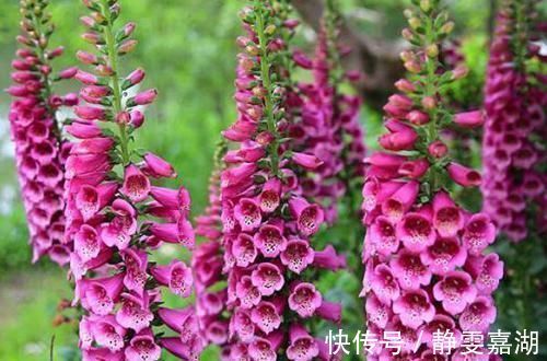 别听此几种花名土气，开花以后大开眼见，花量大到溢出盆外