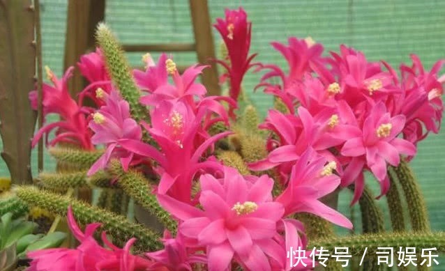 此花养家里，比蟹爪兰还漂亮，一年长2米，开成瀑布花，美翻了