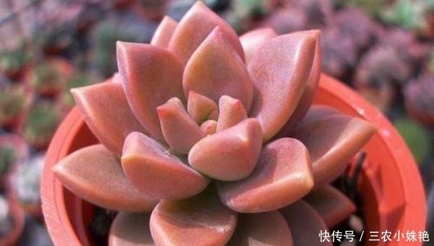 多肉植物|新买的多肉这么养, 不发软不变黄, 长得胖乎乎的