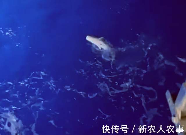 山东钓鱼人组团深海钓大鱼，米级百斤巨物接连上钩，网友：发财了