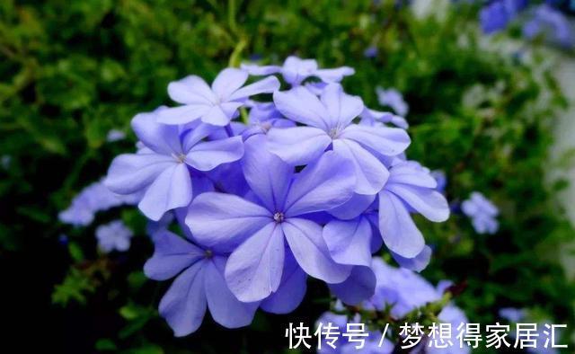 香水草|农历8月7日起,养花试试这几款,四季开花,开花艳长势旺