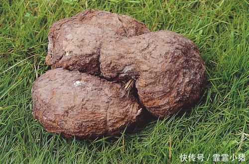 葡萄干|晚上失眠睡不好用它泡水喝,让你沾床就睡,做梦少睡得香