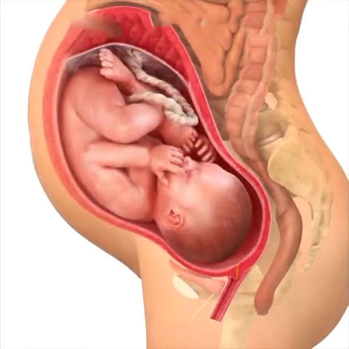 胎儿|孕期40周胎儿生长发育组图,胎儿是这样一天天长大的