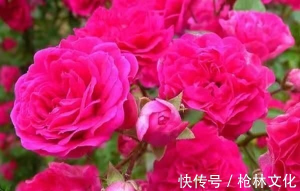 喜欢养护漂亮的花卉,就选择3种花卉,开花优雅漂亮,养花必备