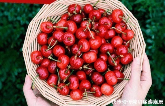 樱桃|孕妇可以吃樱桃吗吃樱桃太多,会有哪些影响