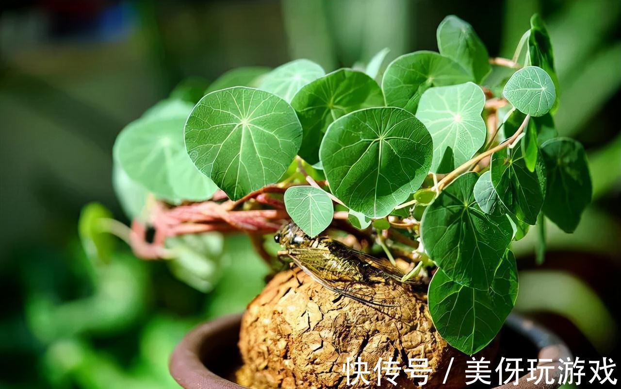 九死还魂草|9种养不死的花,绿萝只能排最后,再养不活就剁手吧