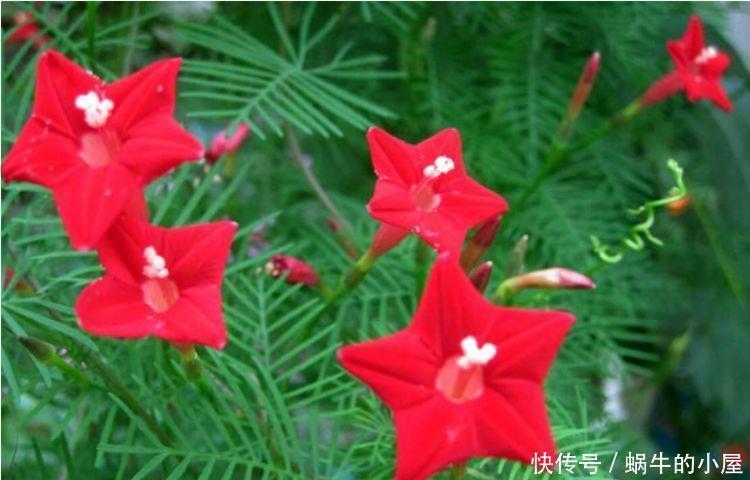 栀子|好养易爆盆的几种花卉,不怕冷不怕热,开花漂亮花期长