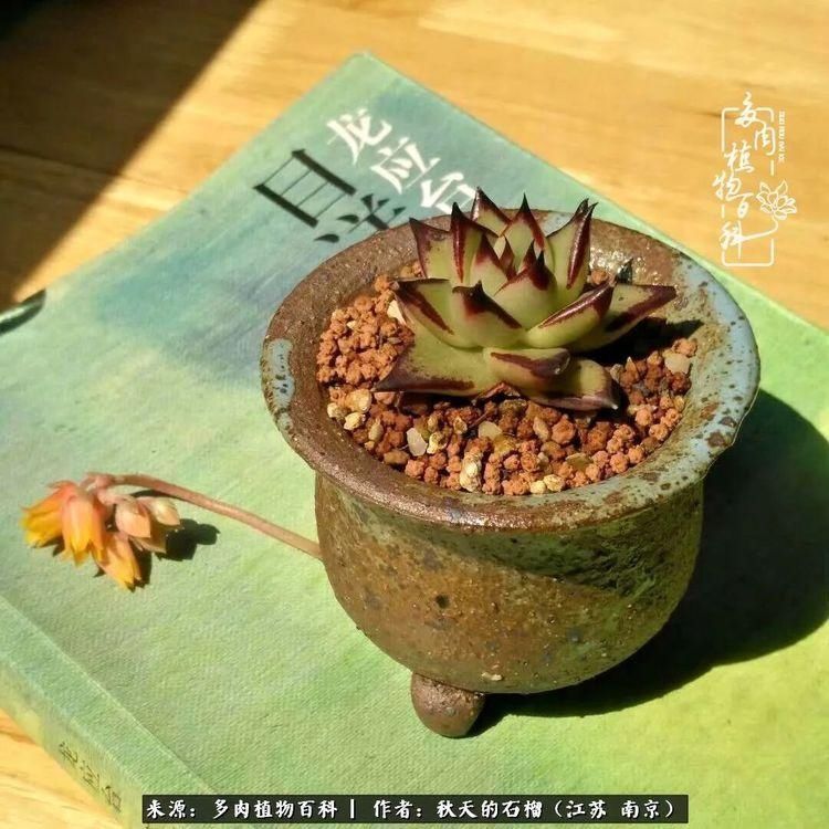 渡劫归来的肉肉,谁是谁的前世,谁又成了谁的今生