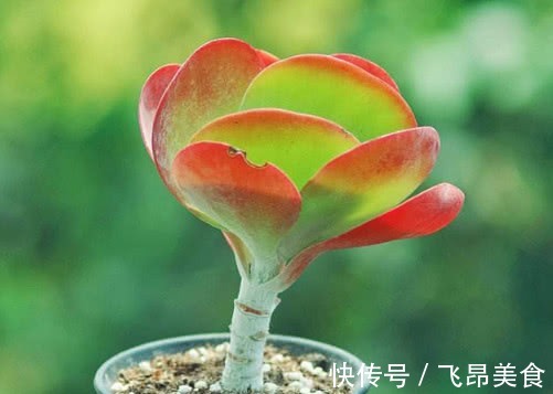 多肉唐印怎么养告诉你3个盆栽小妙招,养出最火红多姿的唐印