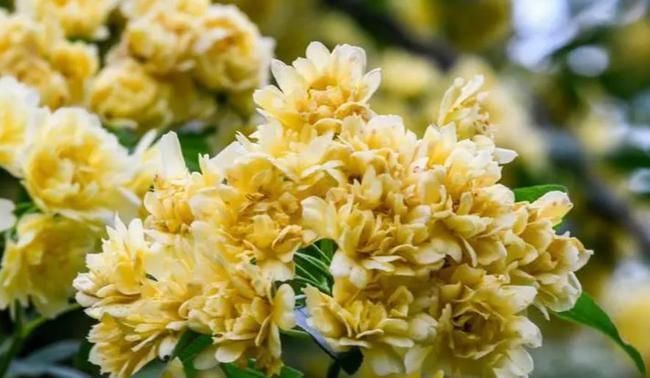 家有院子别浪费,几种花随便养,能从春天开到冬天