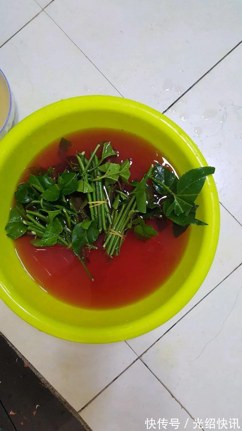 大粗杆插土里,7天生根,当年结果压弯枝,不用买水果了!