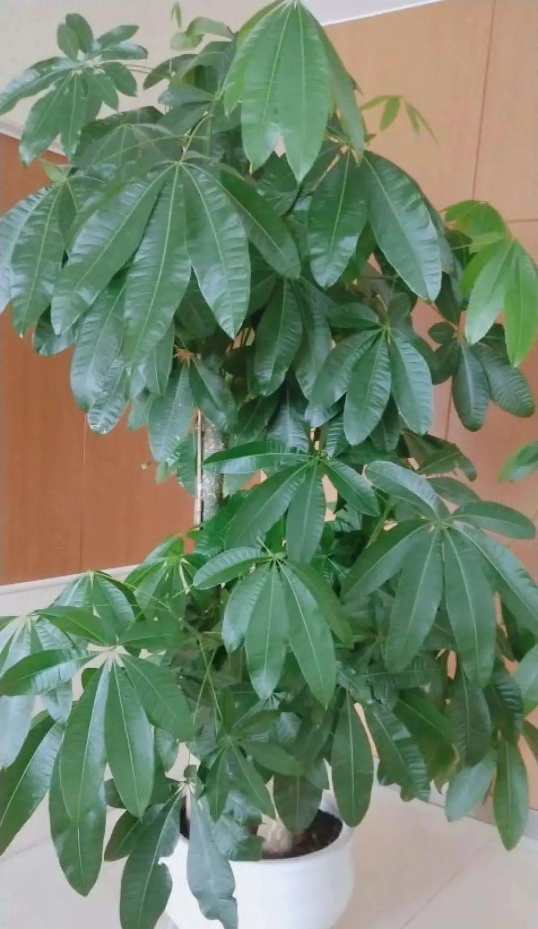 黄叶|给花浇水掺点白醋,植物根比萝卜还粗,健壮不黄叶