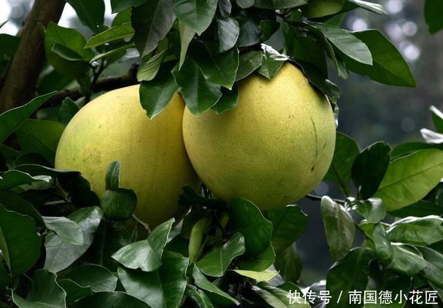 买到|买柚子时记住“4不要”,买到的柚子个个皮薄肉满,一挑一个准