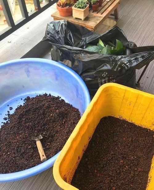 都知道松针土养花好，这几步都没做到，反而把花害惨了