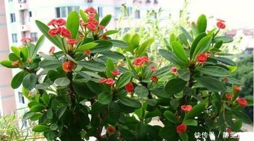 家里不要养3种花,虽然漂亮,但并不适合