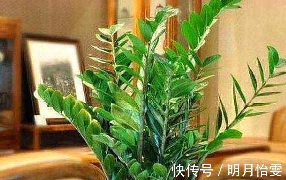 这3种“聚福树”,树干“粗壮”、枝叶旺盛,客厅“适合”养1盆