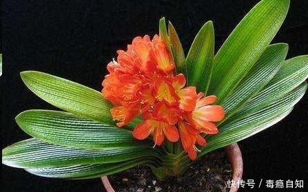 君子兰养了好几年,就是不开花,用了这个小技巧,一下开了几十朵!