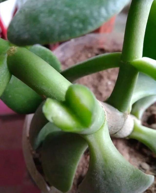 玉树砍一刀,塞上“长寿花”,20天就成活,开满“玉树花”