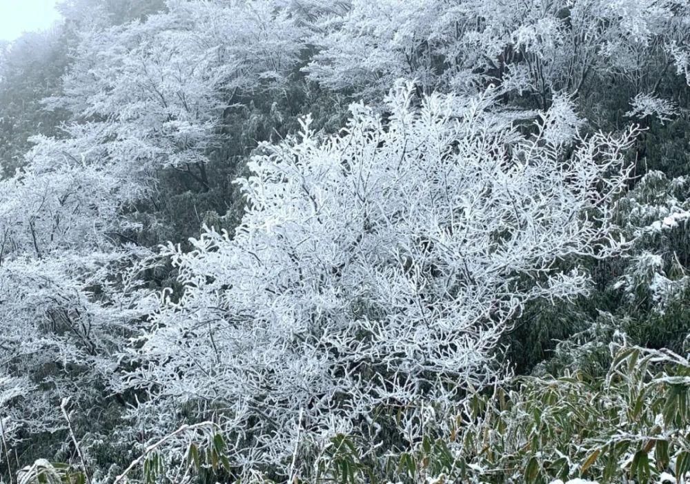  想你|綦江 “ 下雪 ” 的画面，美爆了！