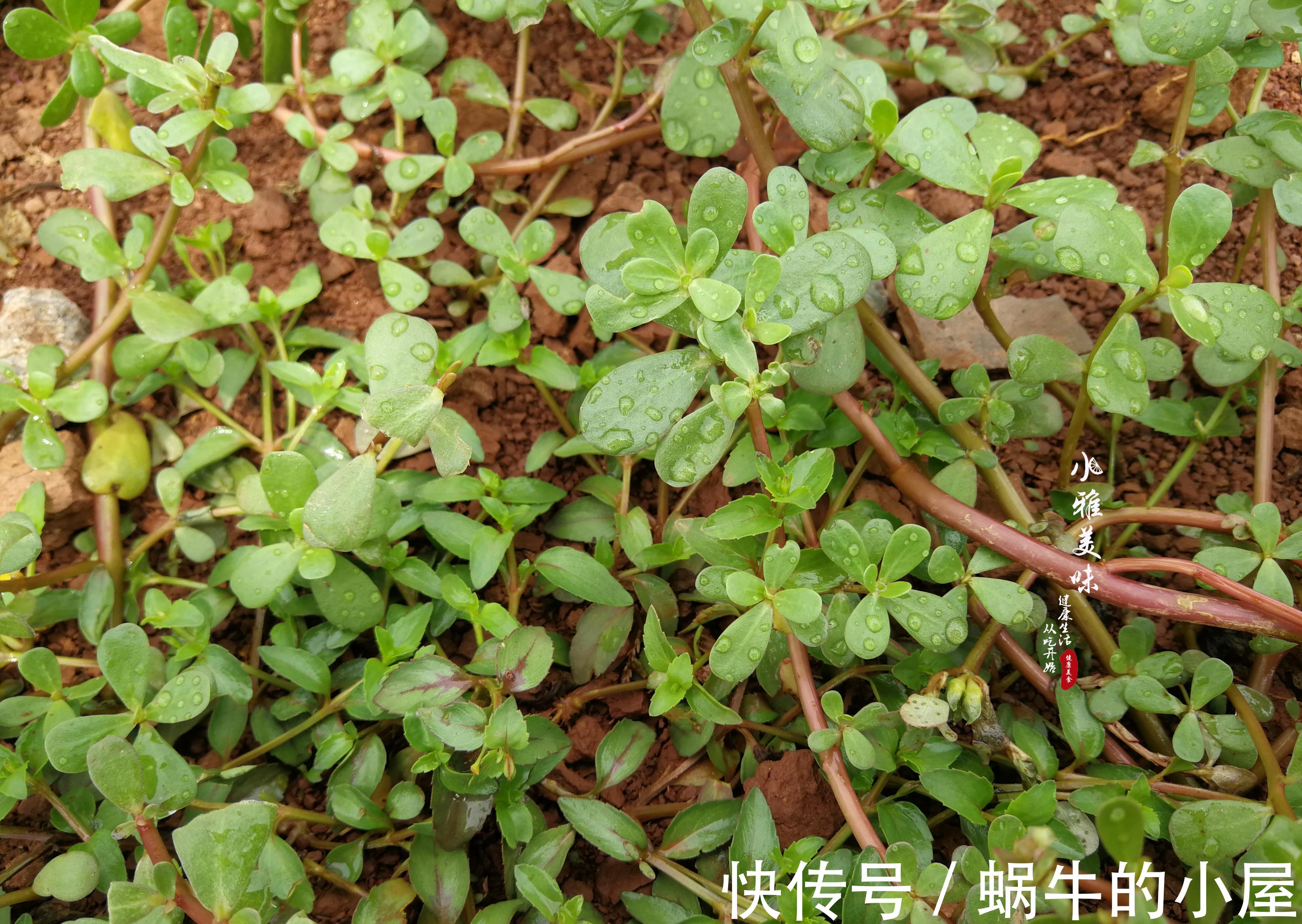 剁辣椒|在欧洲偶遇中国野菜,兴奋之余,当晚演绎了一场经典的中国凉拌菜