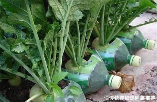 用完的洗衣液瓶千万别扔，它大有妙用！