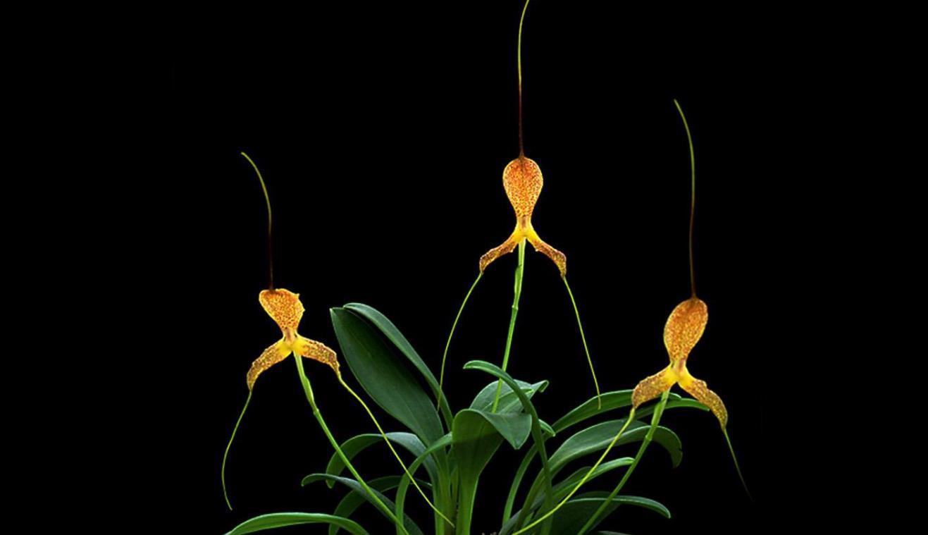 腐烂|家里养兰花,学会几种肥料“搭配方式”,花开香喷喷