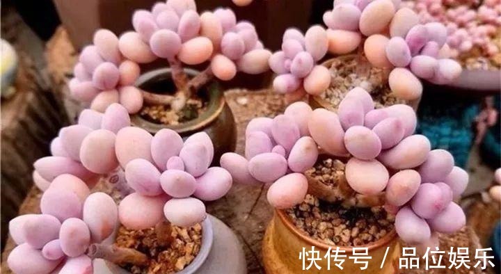 多肉也有缺水信号，找到后浇透，轻松养10年