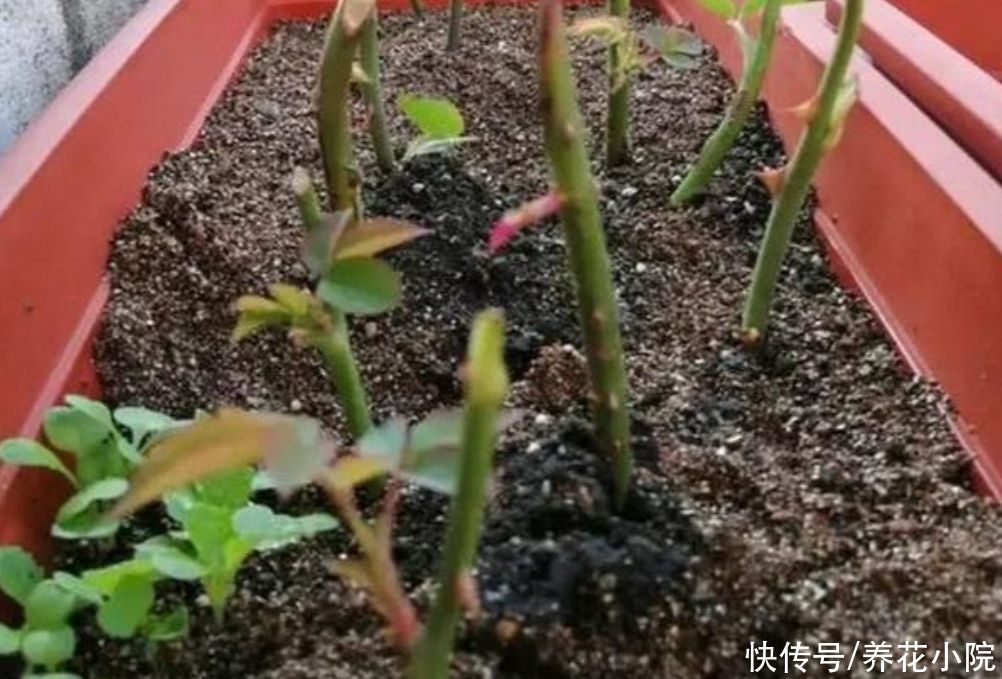 成活率|扦插花卉,枝条放2种水里泡一下,生根快容易成活