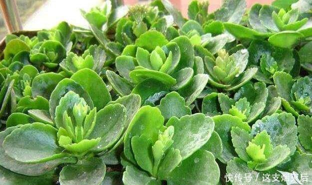 现在扦插此4种花,一周就长芽生根,一棵变多棵,成养花大户了