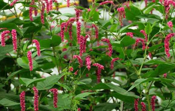 青柿靠近辣蓼草很快熟透,扔水里还能引鱼,农村爱拿来喂猪!