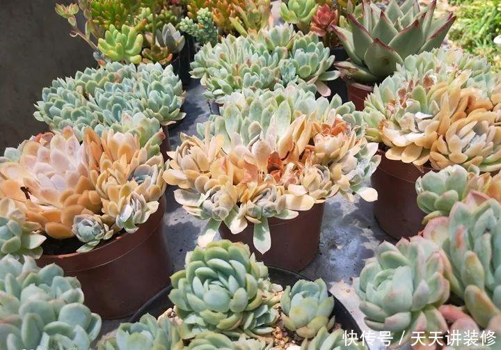 爸妈不在家,我在院子里疯狂种多肉,倍儿爽