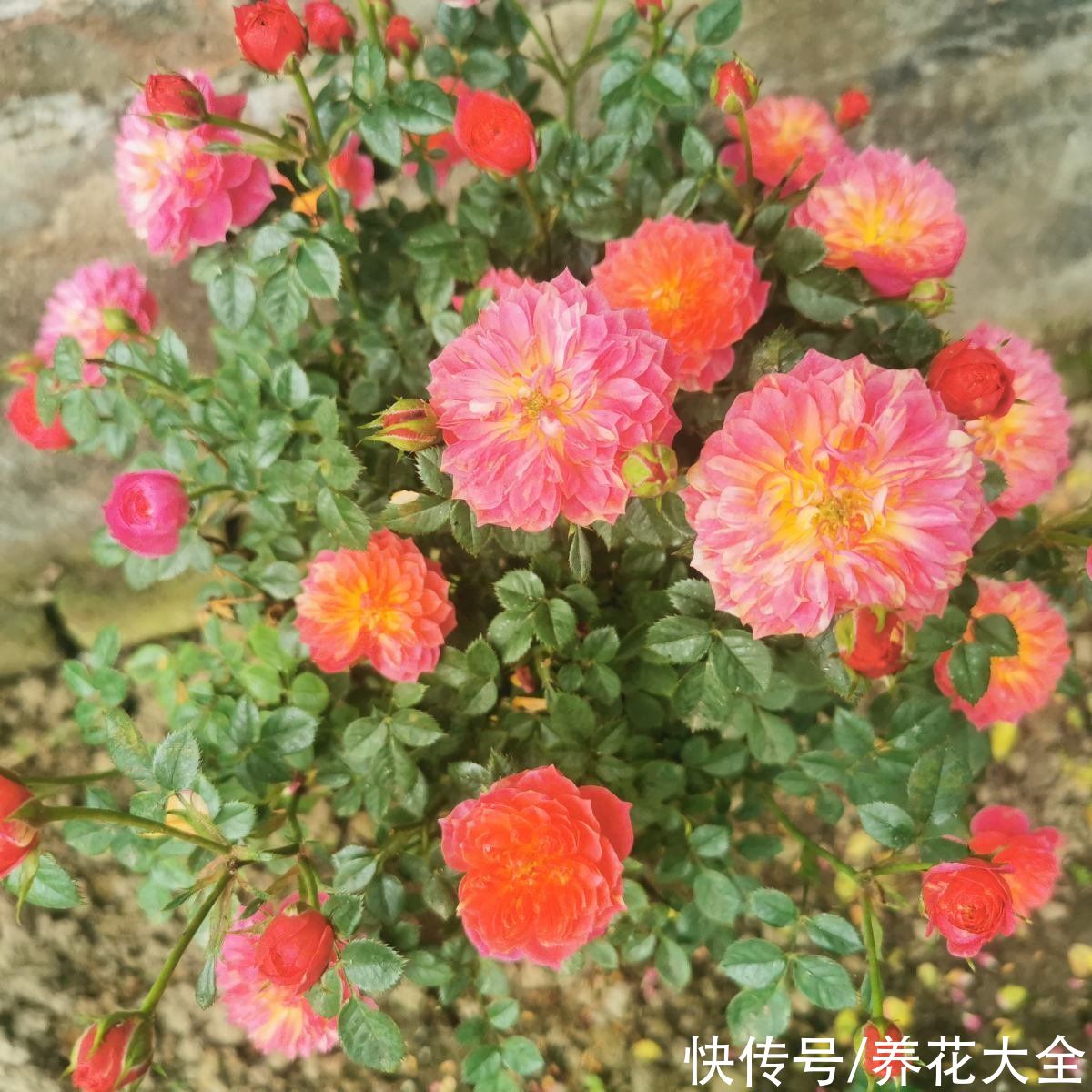 在家养盆护“迷你花”，花朵只有手心大，越养越喜欢