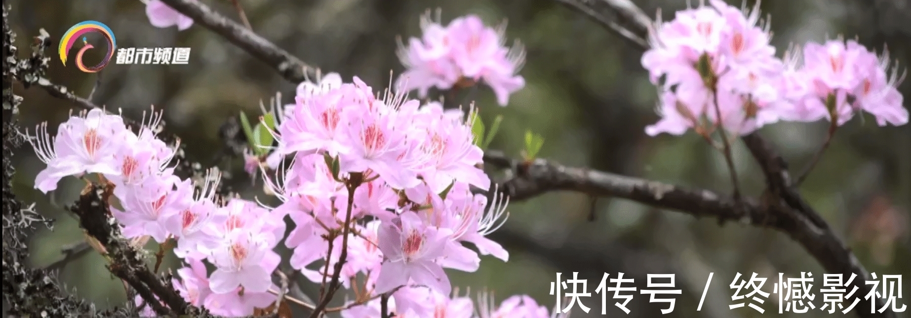 徐宏斌|夏日里的玉龙雪山 鲜花绽放迎客来