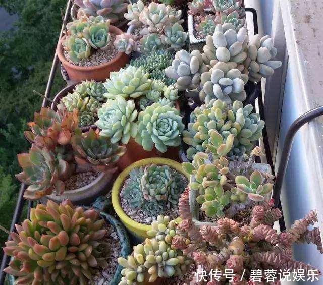 多肉|张大妈家的“多肉”又爆盆了,给看得“眼红”了