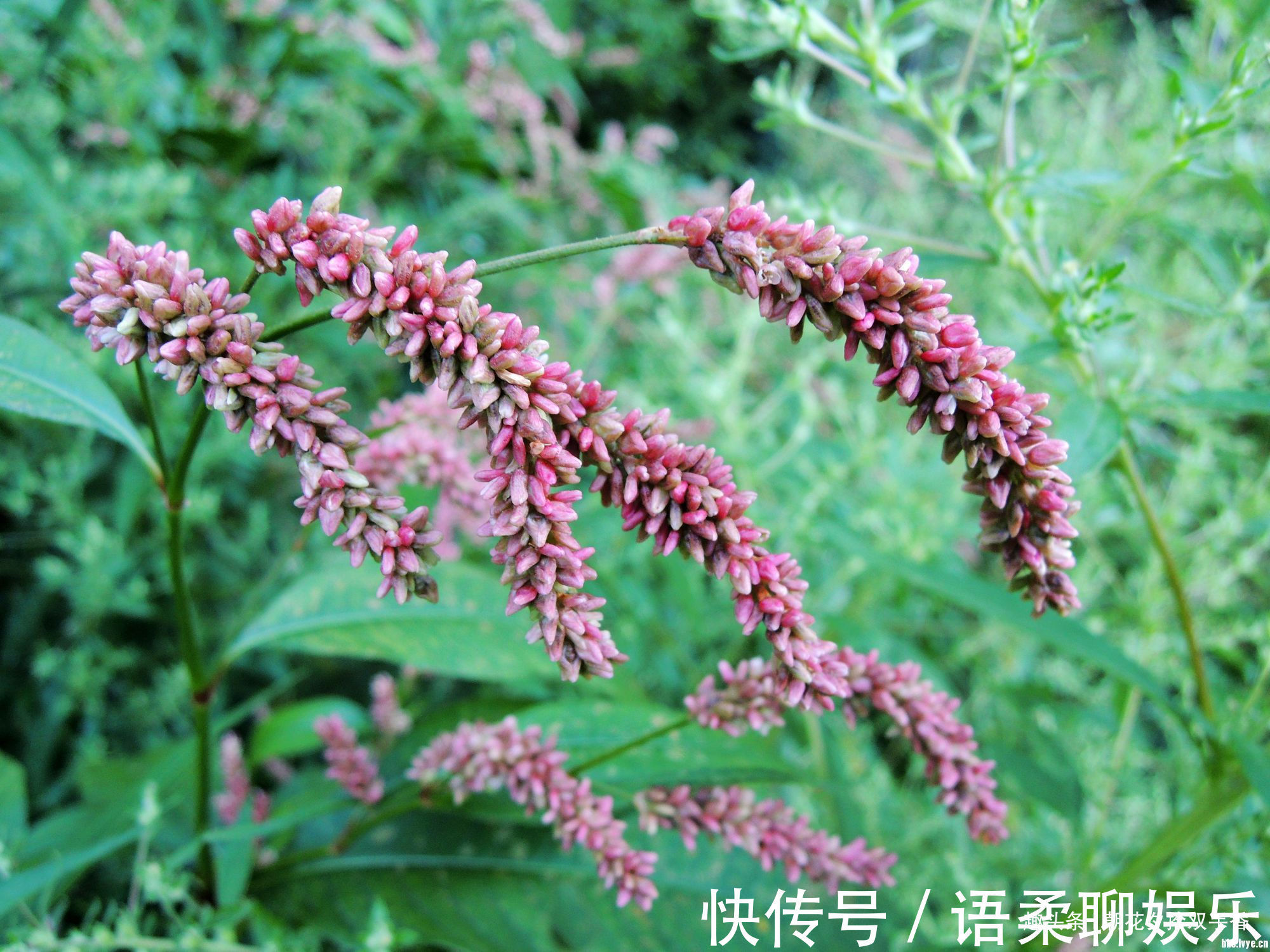 花纹|乡下常见一种叶片有花纹的野草,营养丰富,可食用,也可药用!