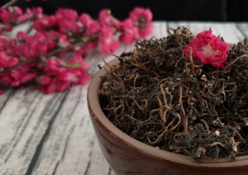 蒲公英|这6种长在地里的“天然青霉素”,隔三差五吃一回,常吃少生病