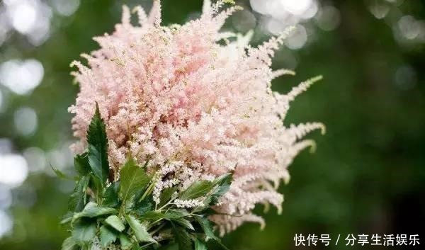 阴生花园的福音,美如新妇的落新妇!