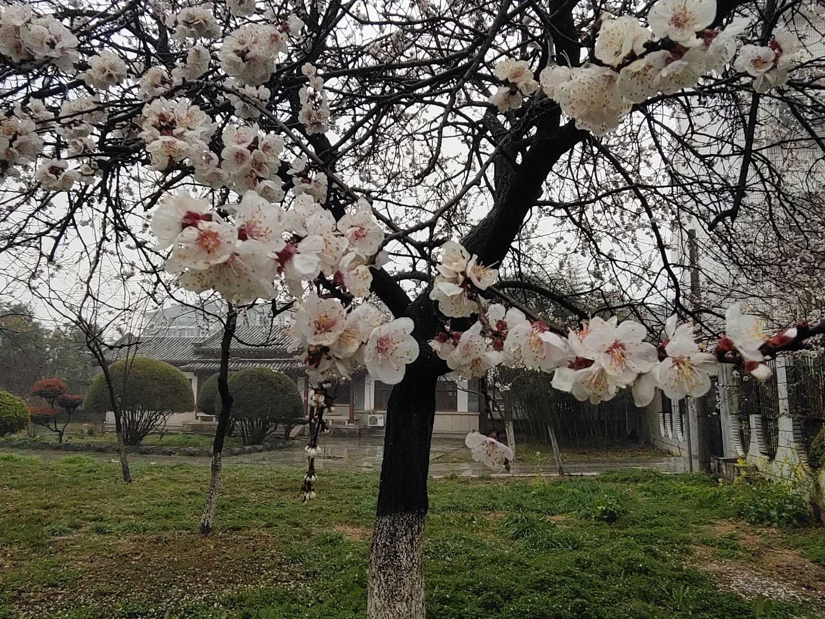 春暖花开/王永港