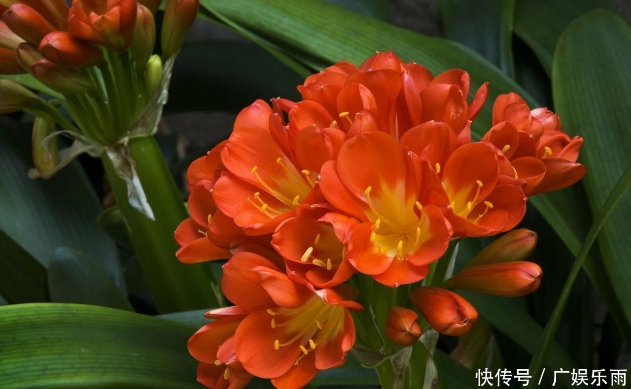 叶子|养护“君子兰”,这三个“小动作”做到位,轻轻松松让其开花