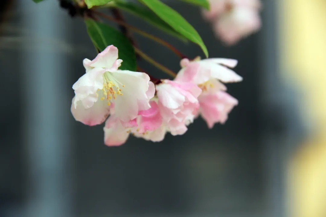 千古绝唱&全唐诗仅存他一首诗,被欧阳修、王安石等人拿来写成了千古绝唱!