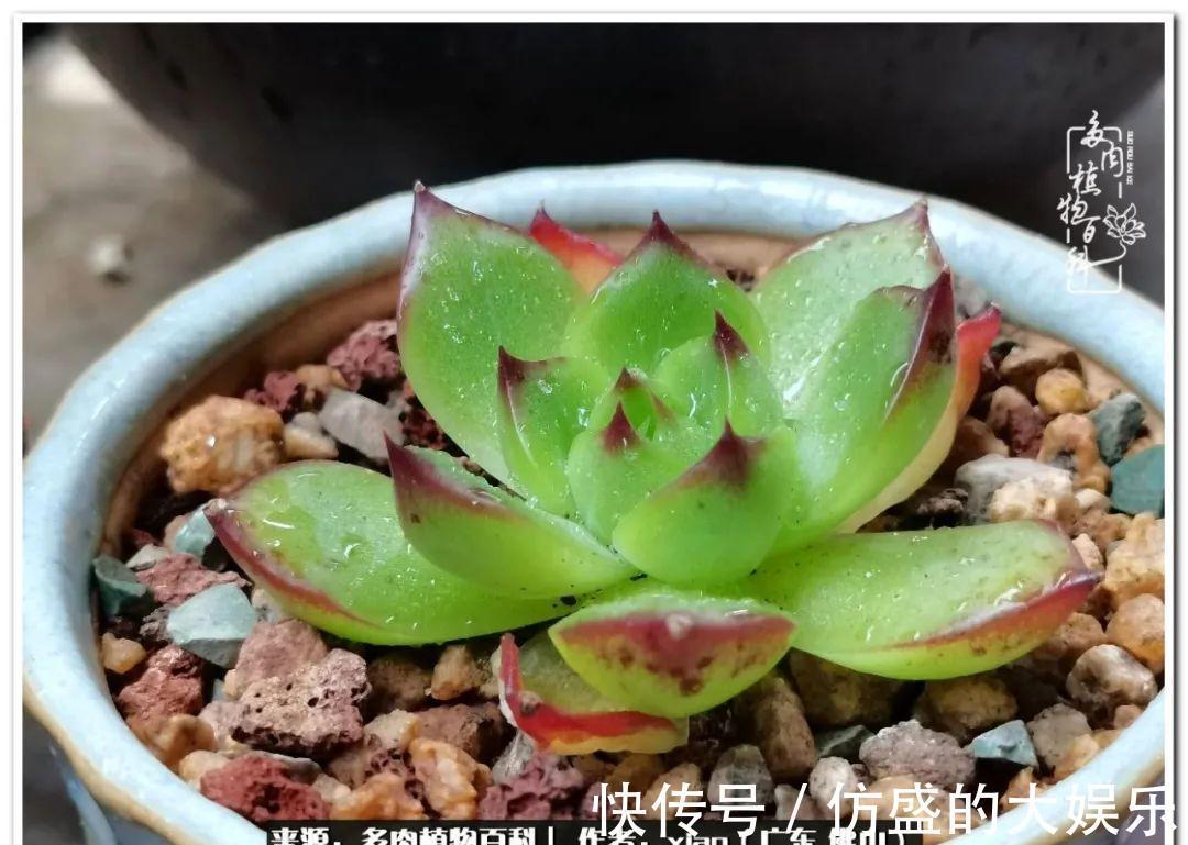 阳台上|养多肉,慢慢来,我们一起沉淀再绽放!