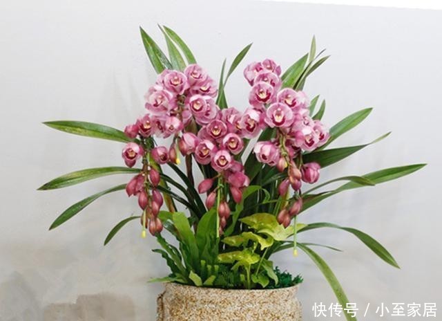 养花老前辈|养君子兰、兰花和蟹爪兰不用别肥,就用两种,实实在在的好