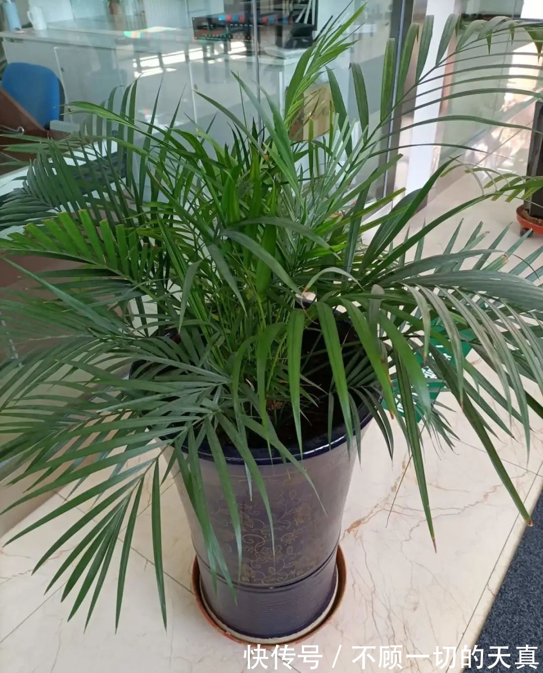 15种常见花,冬天浇水有讲究,小心越浇花越死