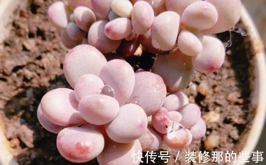 多肉植物里的“仙女”桃蛋，居家盆栽，该注意什么地方？